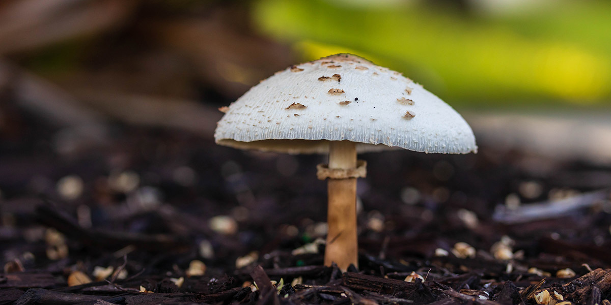 What Is A Toadstool? Toadstools vs. Mushroom | GroCycle