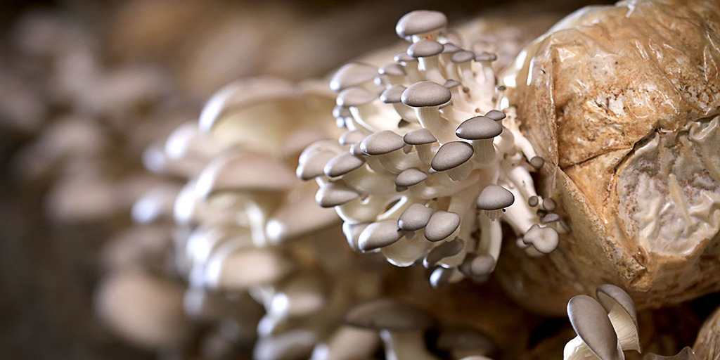 Are Mushrooms A Sustainable Food Choice Compared To Vegetables?