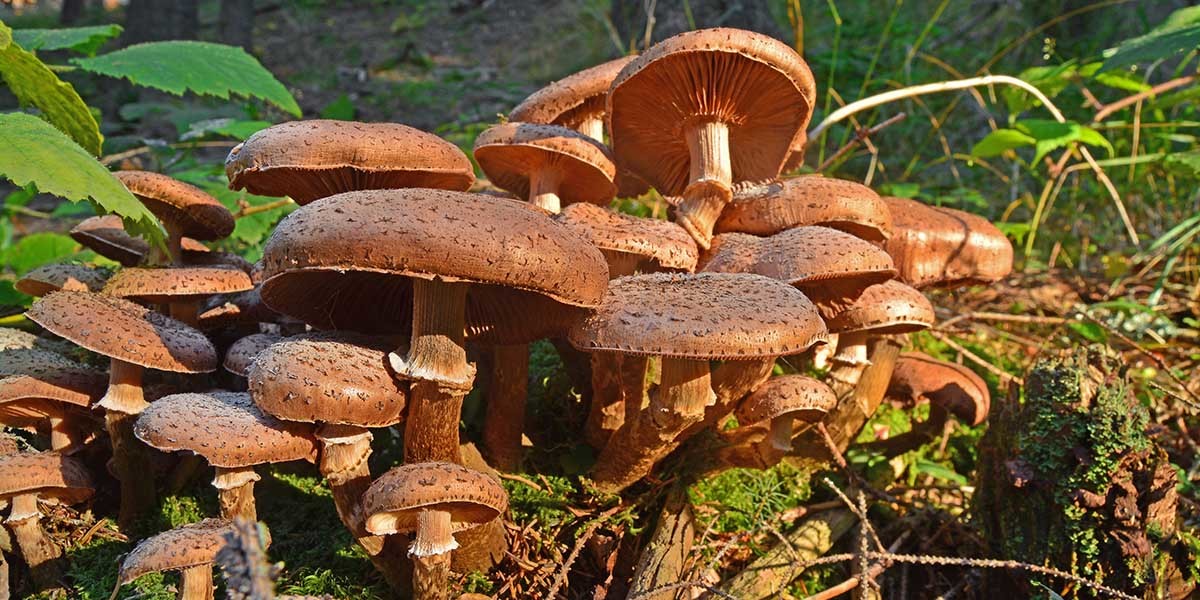 toadstools armillaria solidipes grocycle