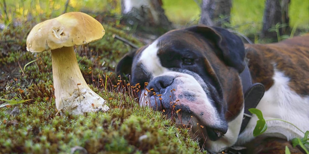 mushrooms ok for dogs to eat