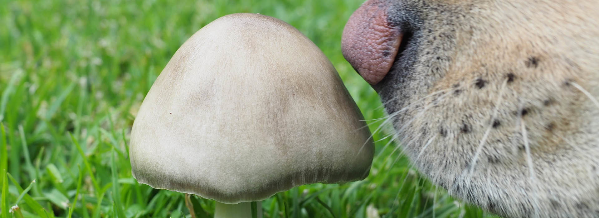 Can Dogs Eat Mushrooms Learn What S Safe For Your Pet Grocycle
