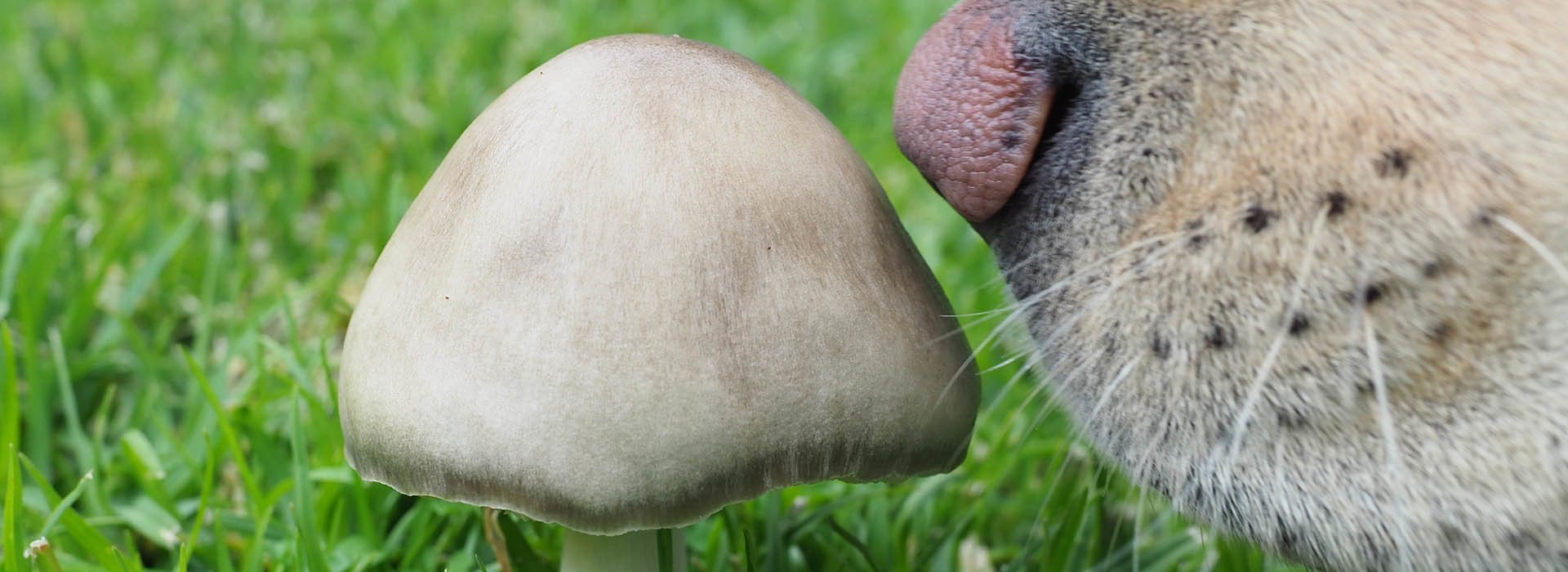 Can Dogs Eat Mushrooms Learn What s Safe for Your Pet GroCycle