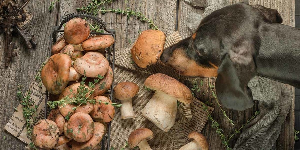 Dogs eat outlet mushrooms