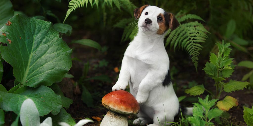 Can Dogs Eat Mushrooms Learn What s Safe for Your Pet GroCycle