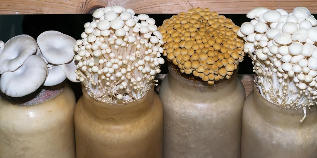 Different mushrooms growing in mushroom bottles