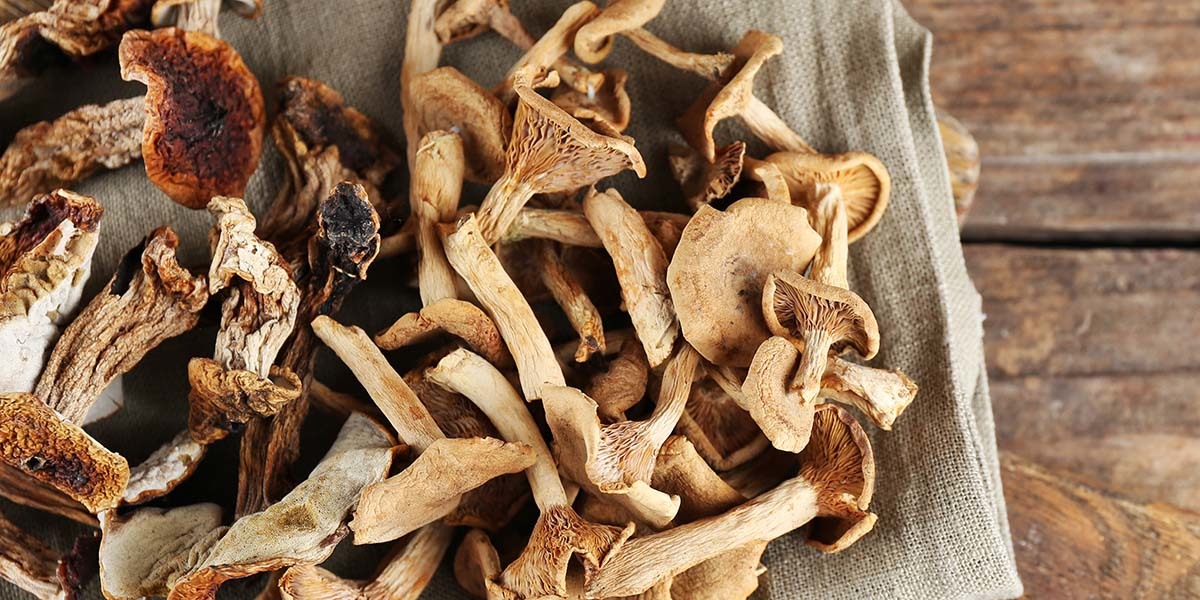 How Long Do Mushrooms Last? Everything You Need To Know GroCycle