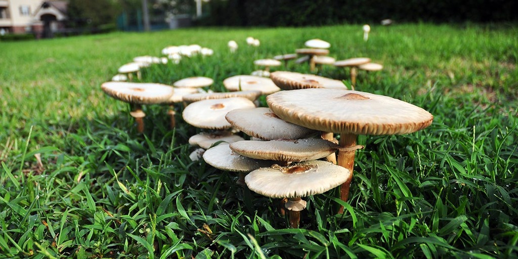 What Are Fairy Rings