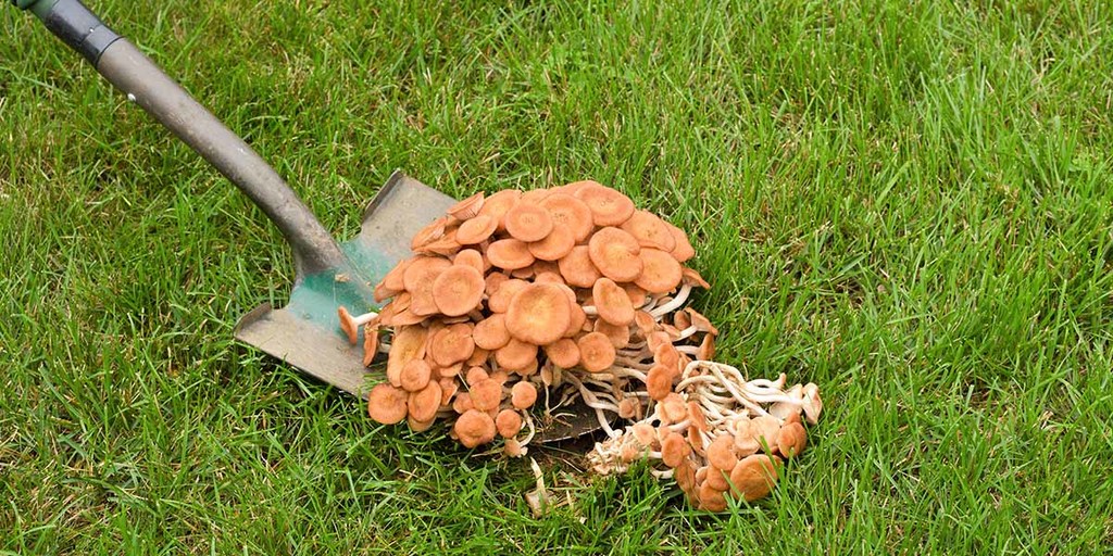 Get Rid of Mushrooms In My Yard or Garden