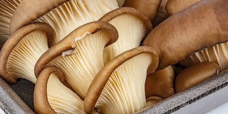 how-long-do-mushrooms-last-everything-you-need-to-know-grocycle