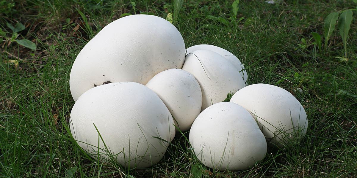 forager game mushrooms