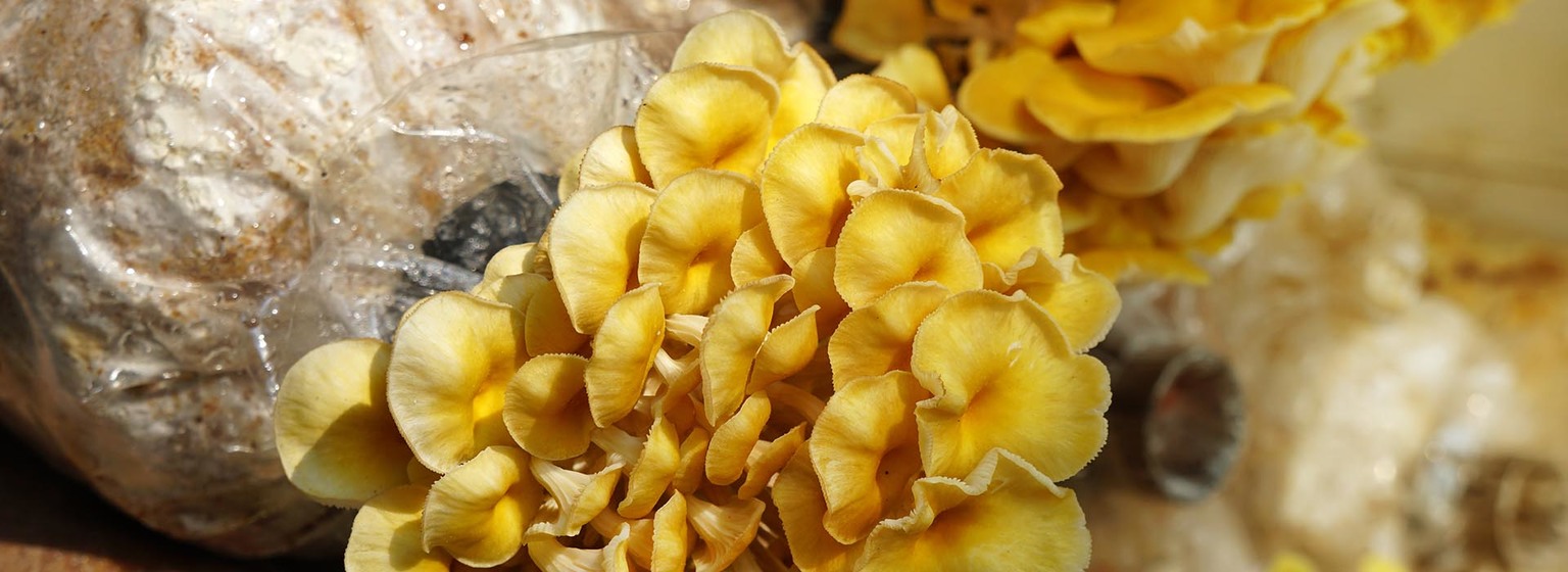 How To Grow Your Own DIY Mushroom Spawn GroCycle
