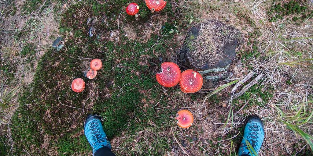 Myths and Wives Tales About Toadstools and Mushrooms