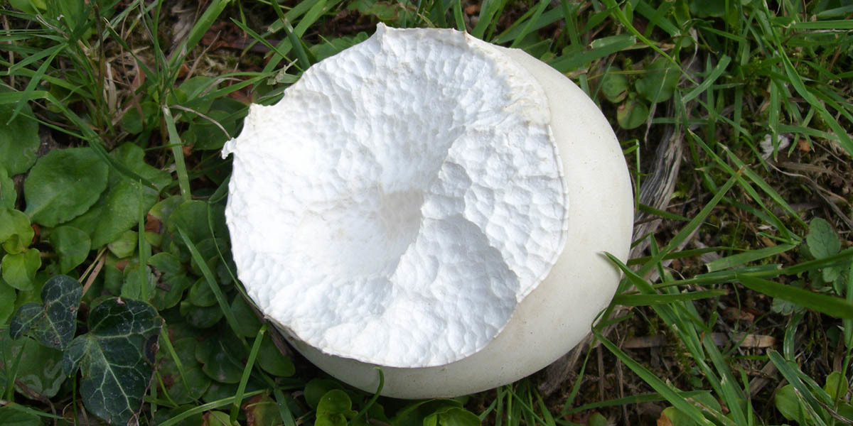 Puffball Mushrooms The Ultimate Guide GroCycle