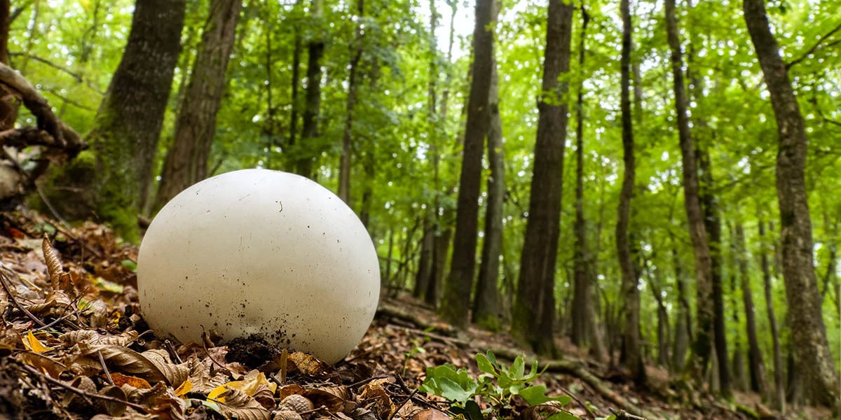 Puffball Mushrooms: The Ultimate Guide | GroCycle
