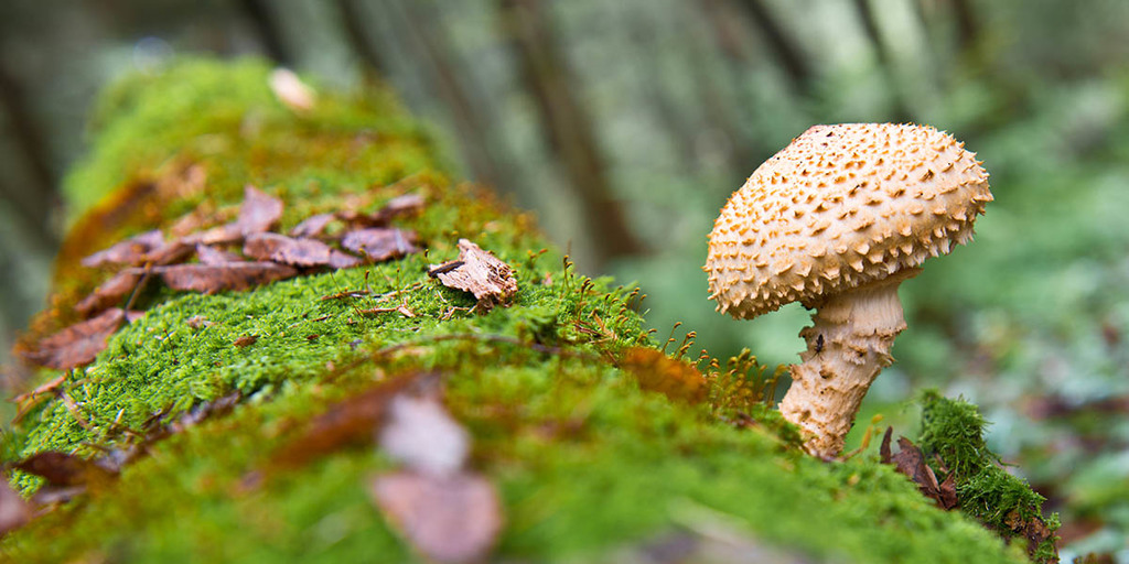 The Origins of The Word Toadstool