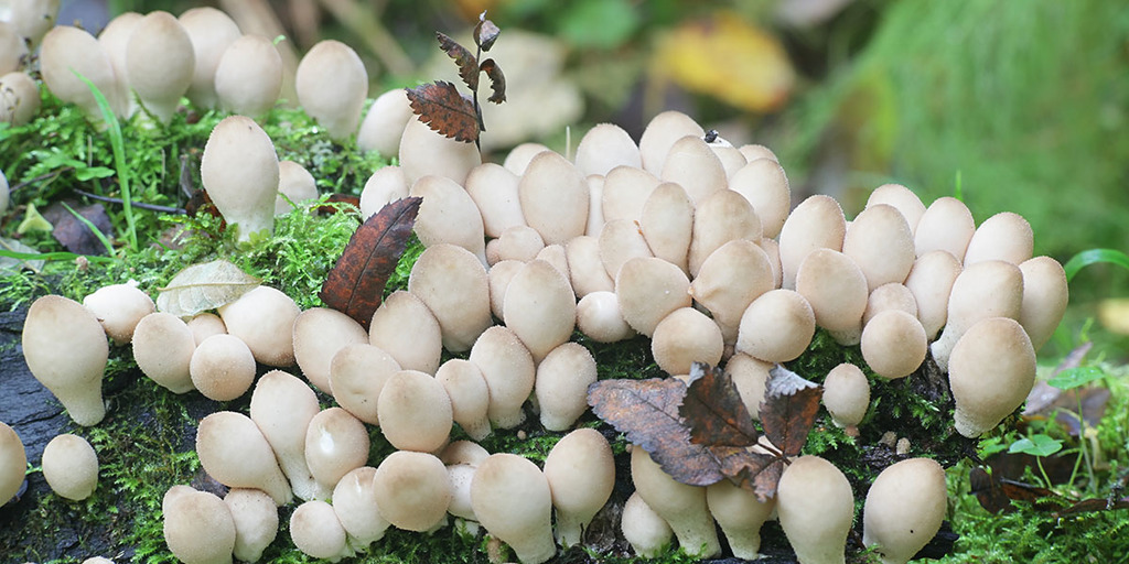 Can You Grow Puffball Mushrooms?