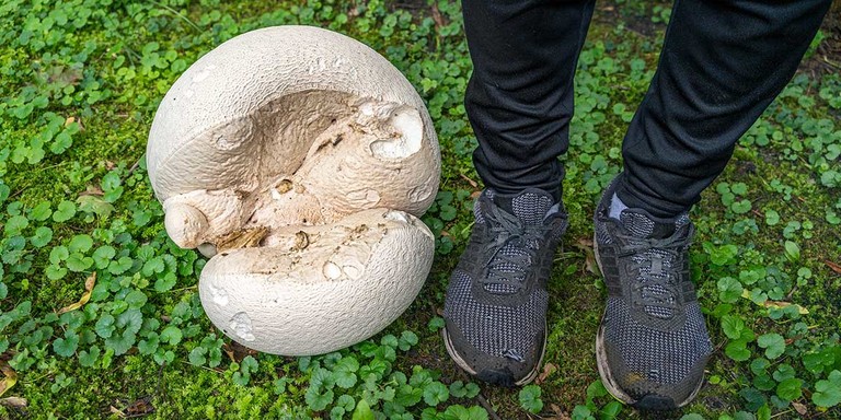 Puffball Mushrooms: The Ultimate Guide | GroCycle