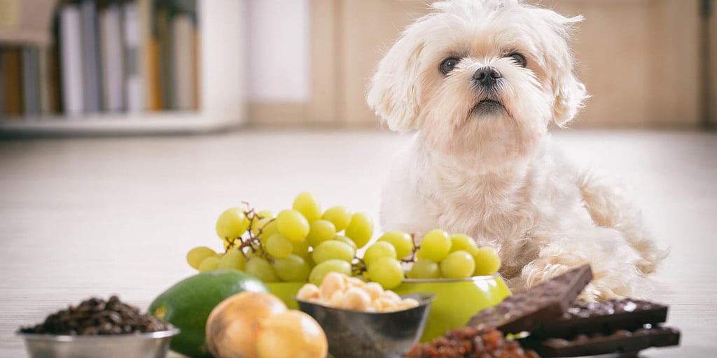 What Other Foods Are Dangerous For Dogs