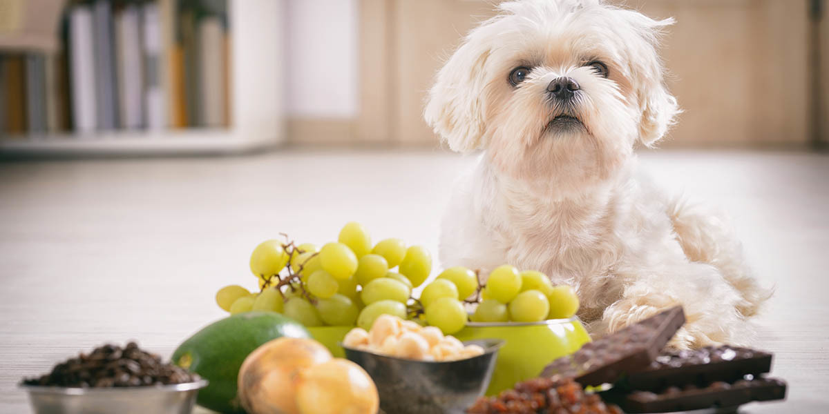 Can Dogs Eat Mushrooms? Learn What's Safe for Your Pet | GroCycle