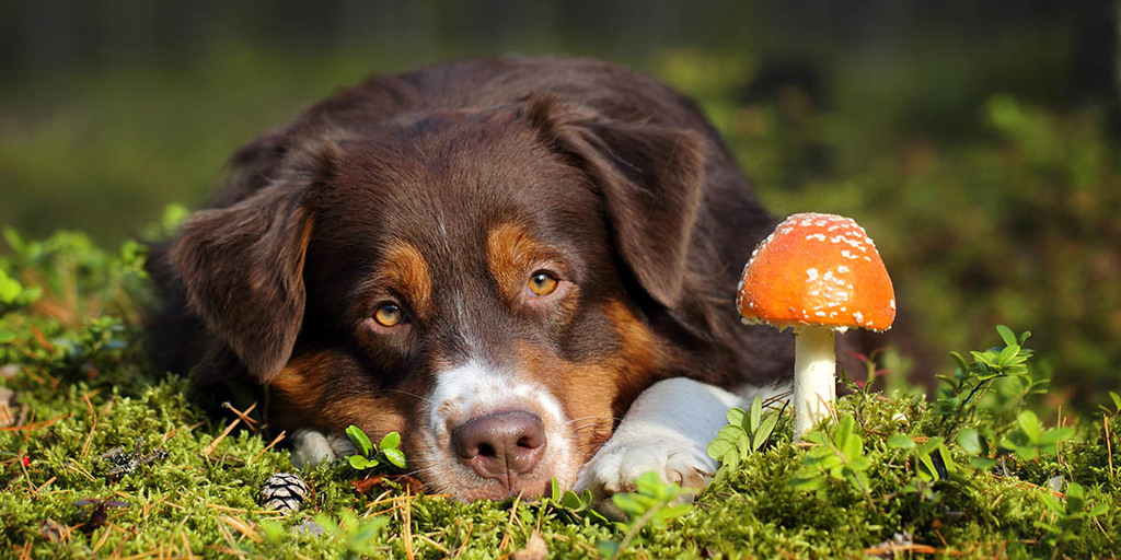 Which Mushrooms Shouldn't You Feed Your Dog