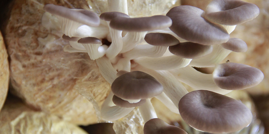 Growing Your Own Edible Mushrooms