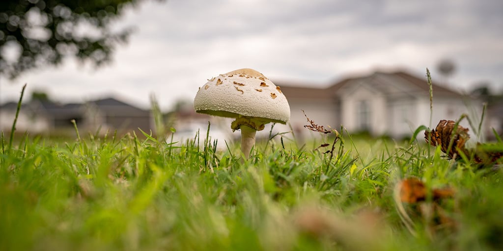 Get Rid of Unwanted Toadstools