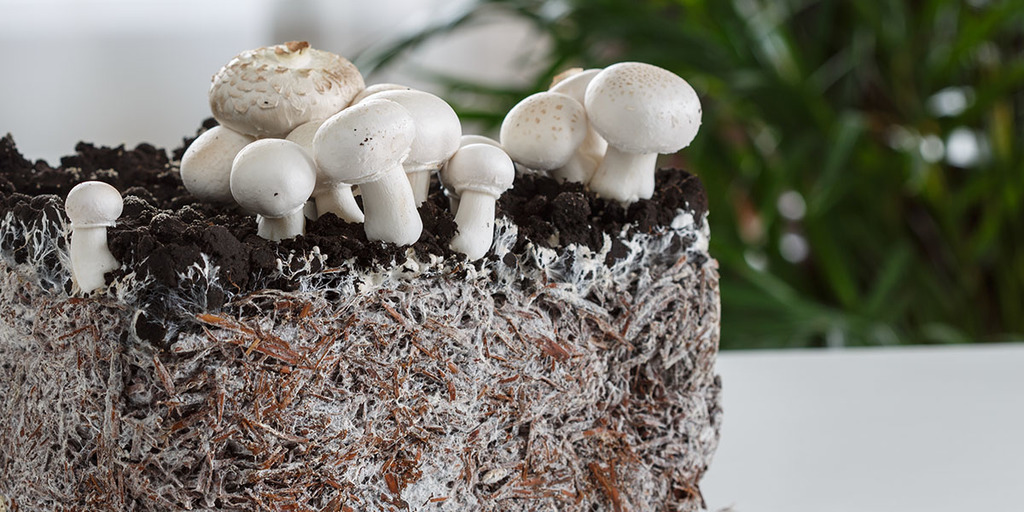 Button mushroom mycelium