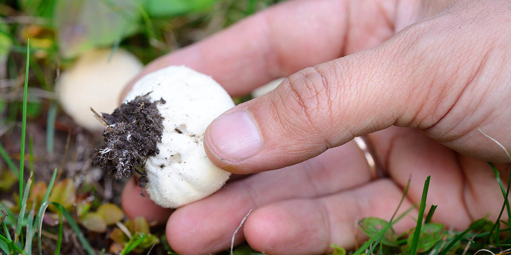 how you can try to grow your own puffball mushrooms
