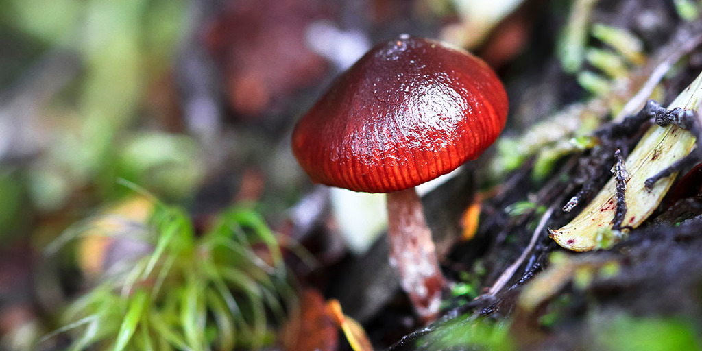 How To Tell Edible Toadstools From Poisonous Ones