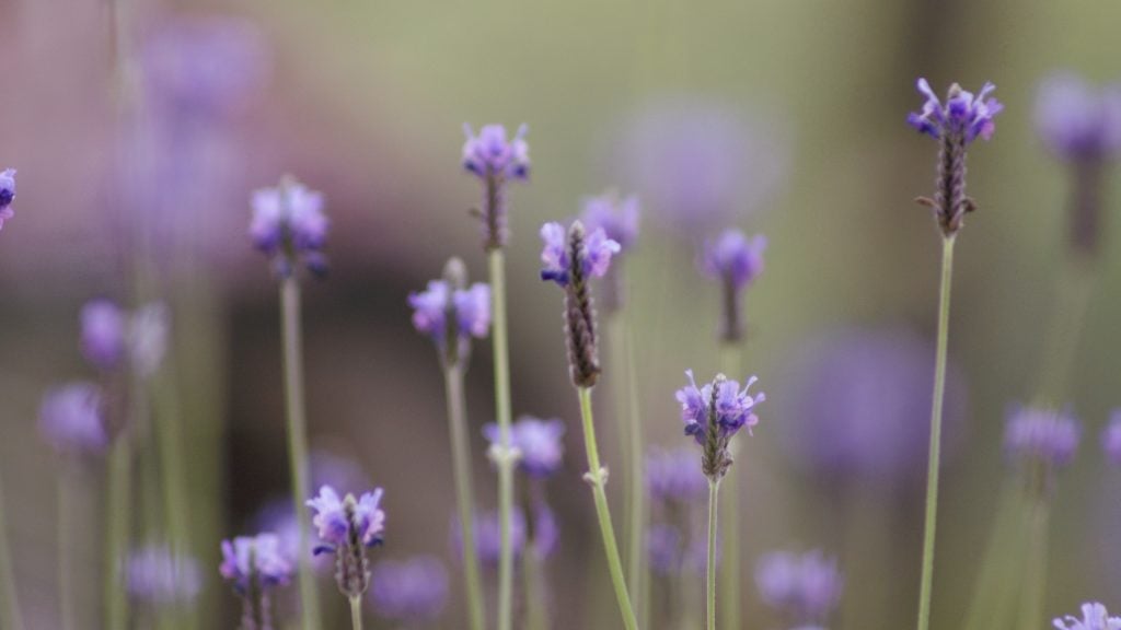 lavender farm business plan