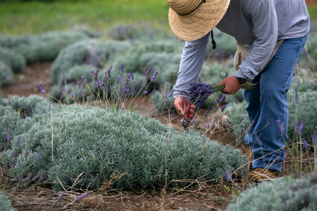 lavender farm business plan