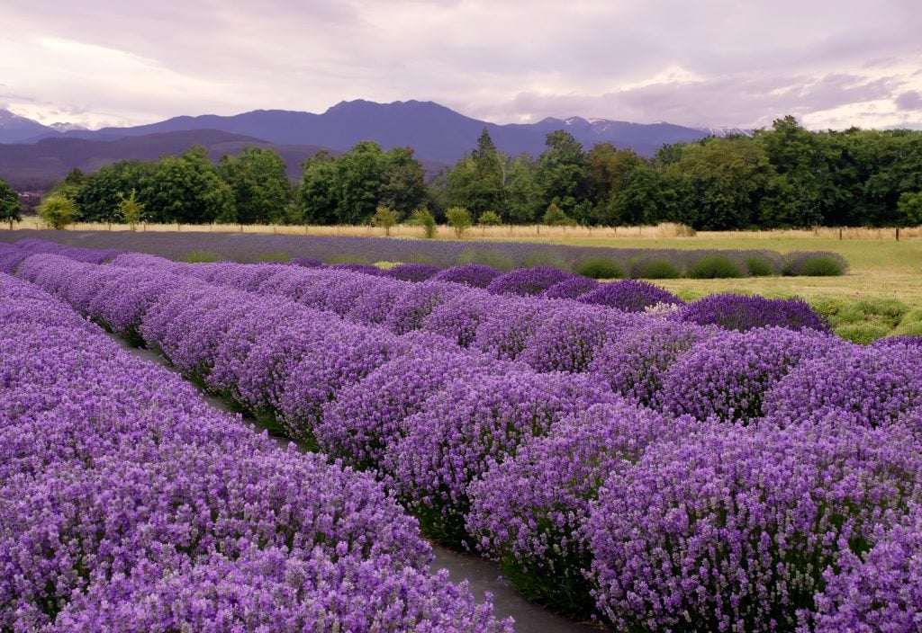 Live Lavender Plants