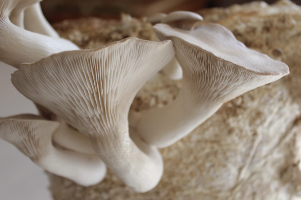Mushrooms growing on substrate