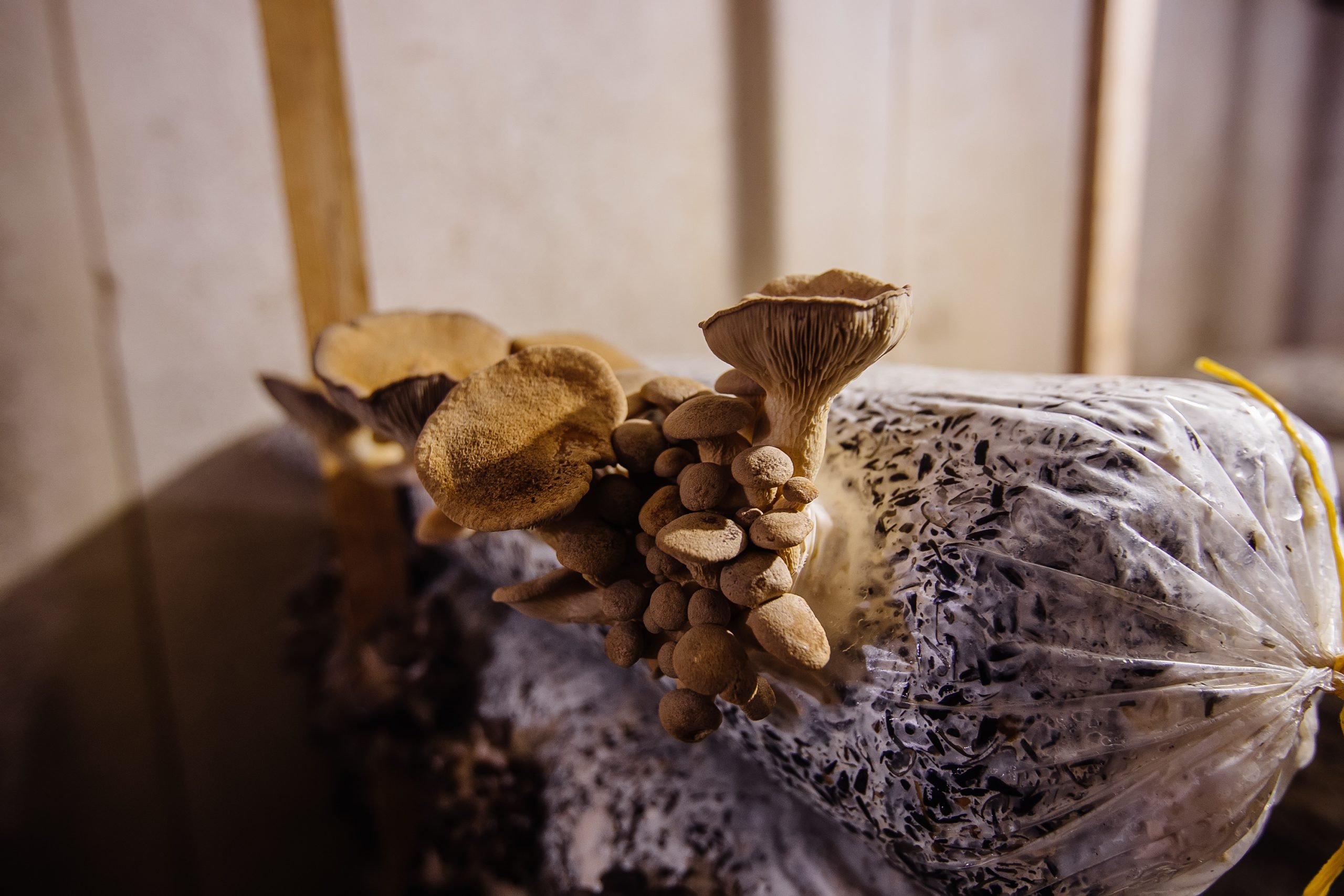 Dried Paddy Straw Mushrooms at Whole Foods Market