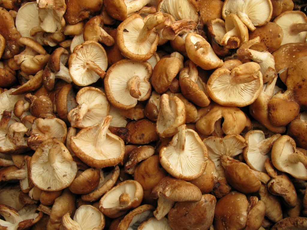 A Complete Guide to Shiitake Mushrooms GroCycle