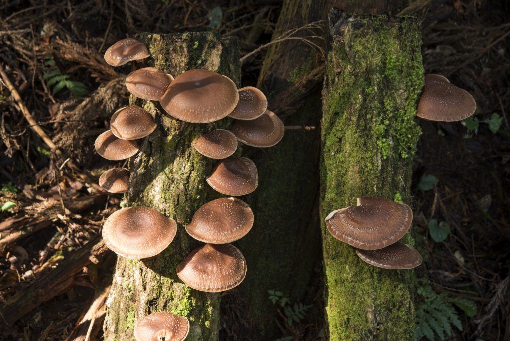 Mushrooms growing on tree stump 