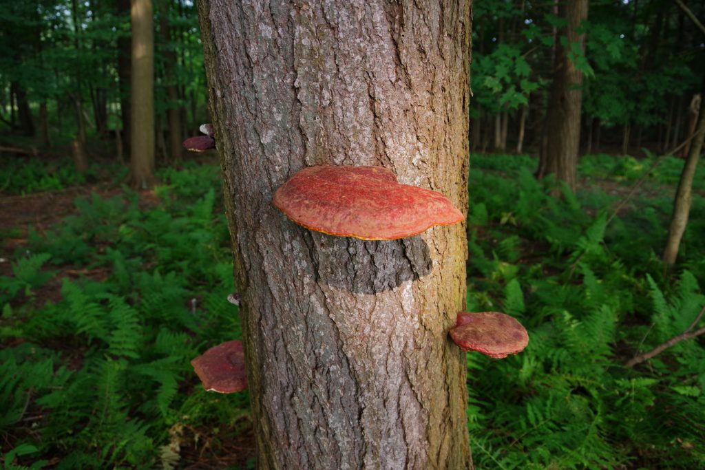 Mushrooms on tree trunk. 