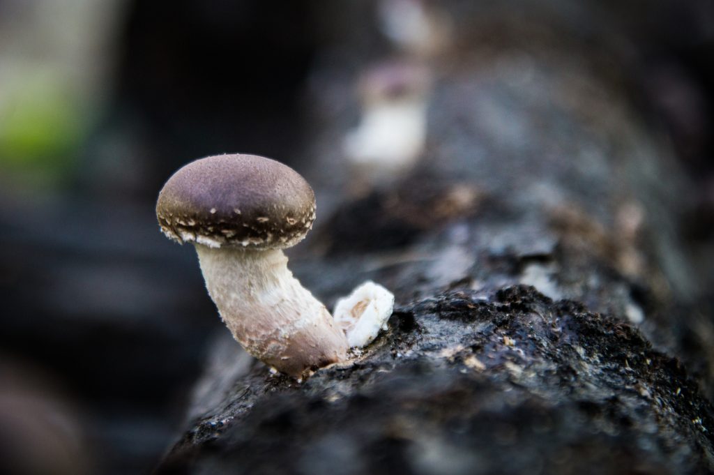 Mushroom growing on log