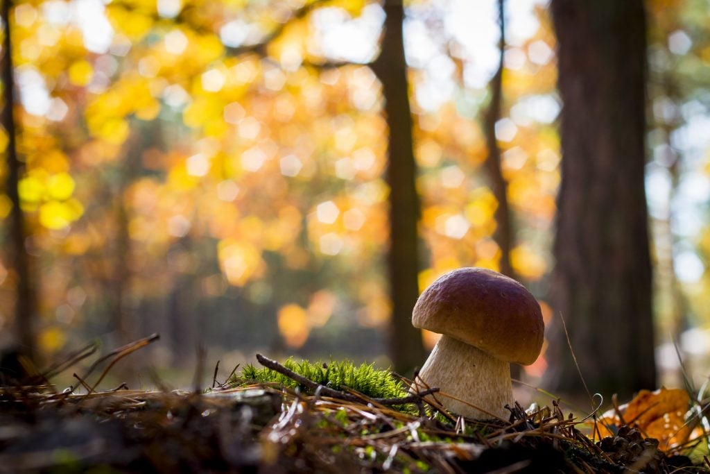 One porcini mushroom growing on the forest floor. 