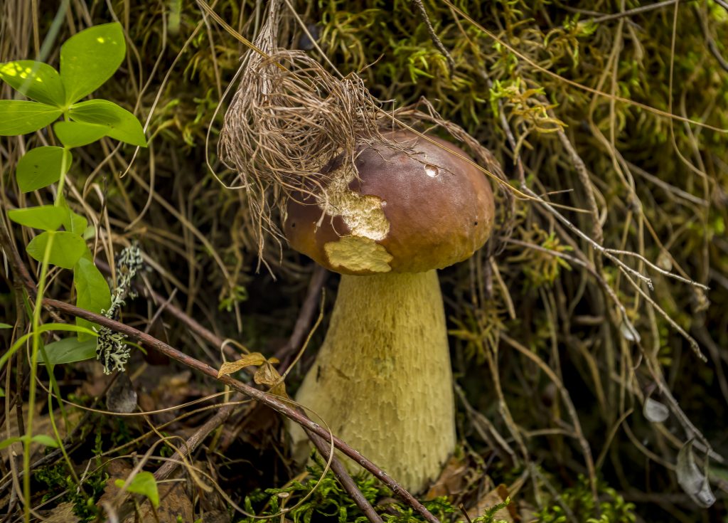One porcini mushroom growing next to leaves. 