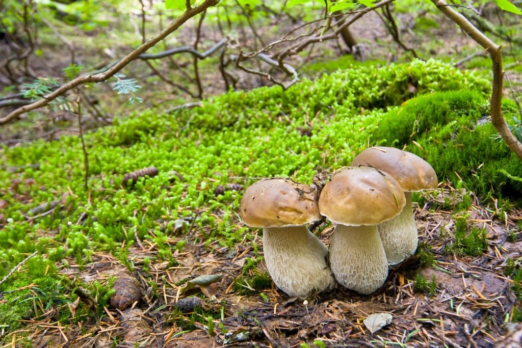 Three porcini mushrooms growing close together in a forest. 