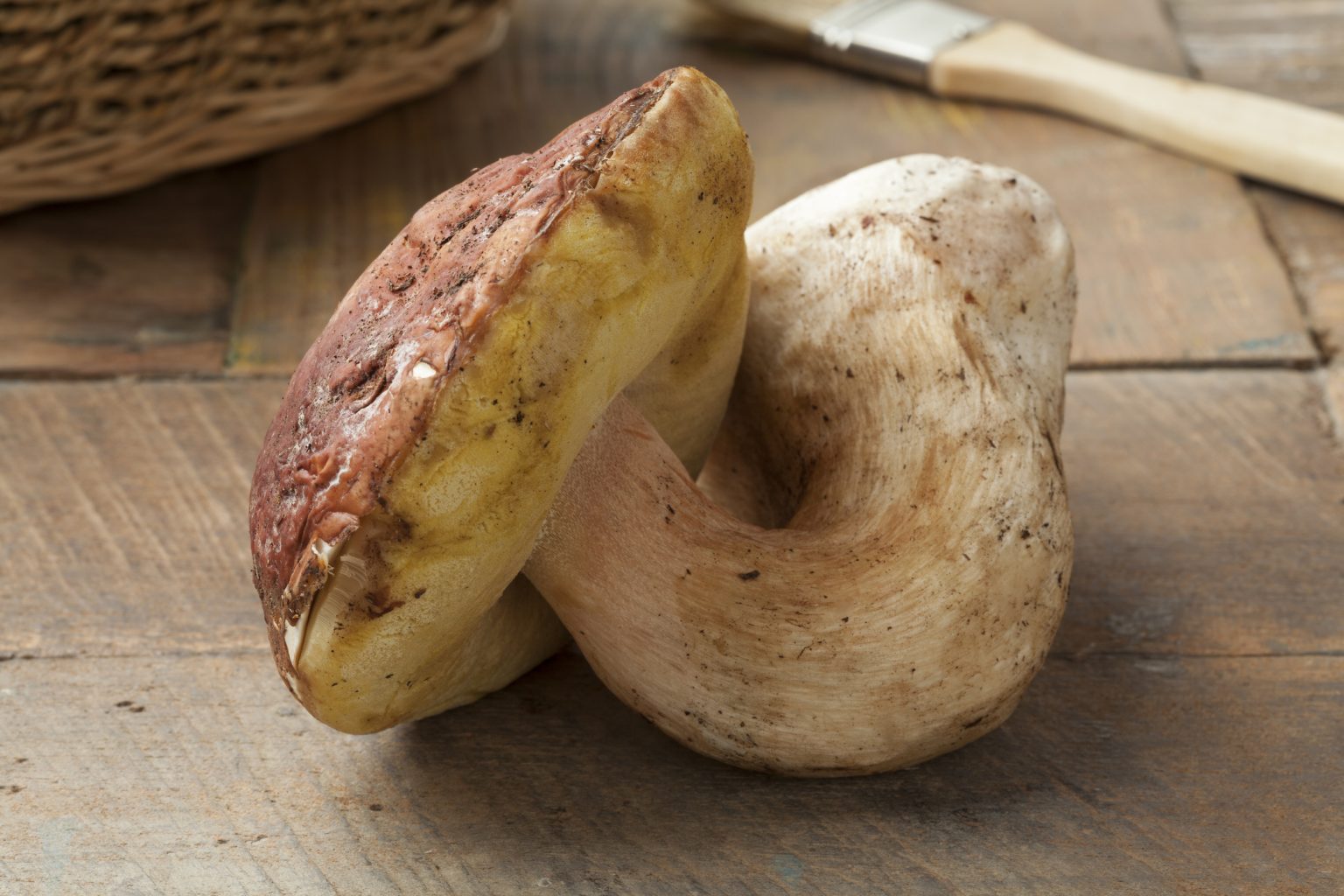 A Complete Guide To Porcini Mushrooms Grocycle