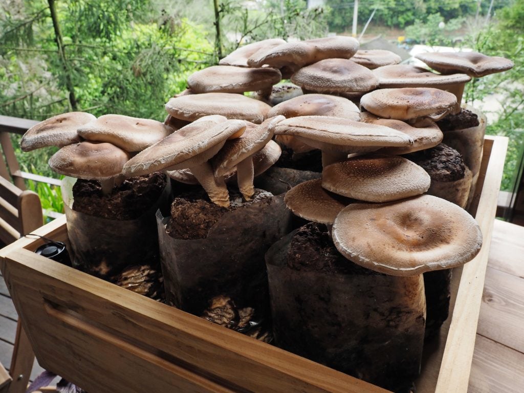 Mushrooms growing in bags in wooden container