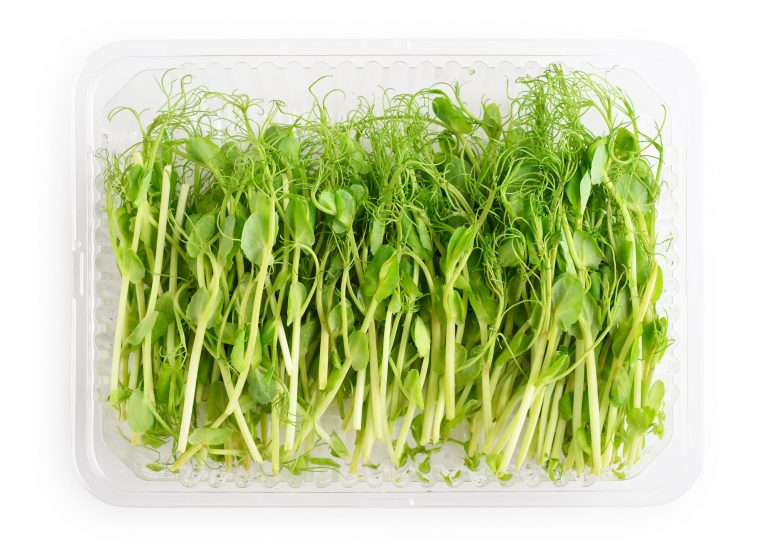 Grow Microgreens on Paper Towels in 7 Simple Steps | GroCycle