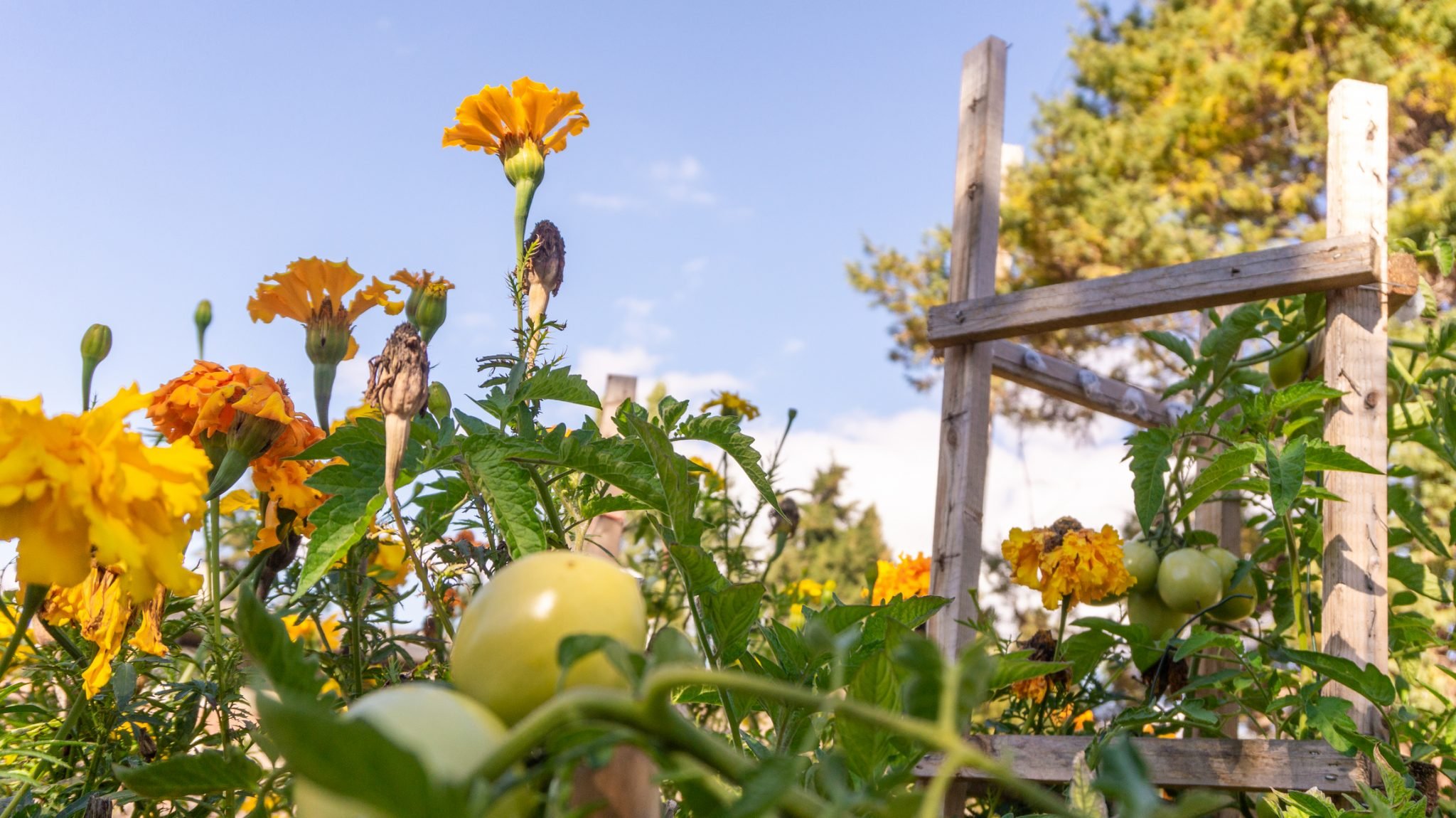 How to Design a Permaculture Backyard: Step by Step Instructions | GroCycle