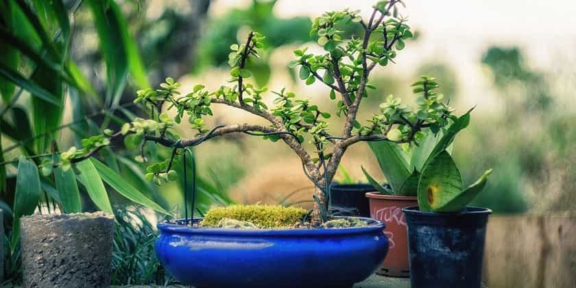 cultivos más rentables - bonsáis