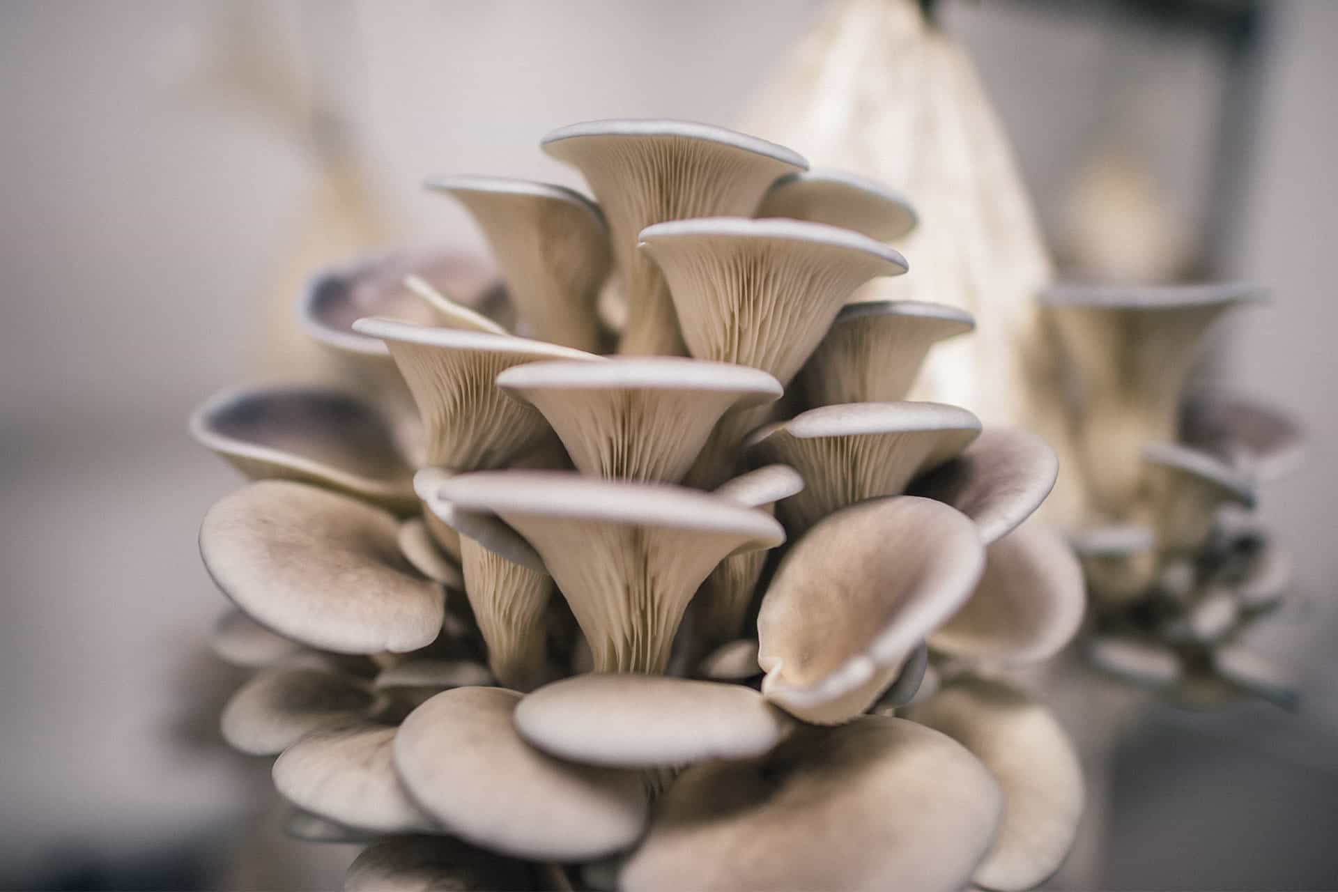 Are Oyster Mushroom Spores Dangerous