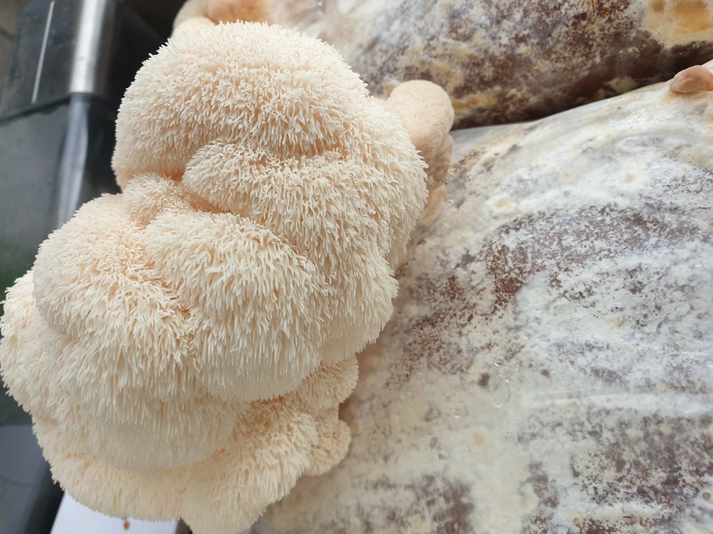 Lions mane mushroom ready for harvest