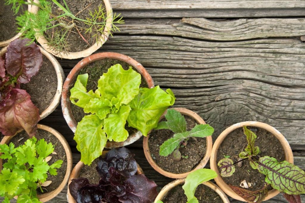 A salad garden in pots