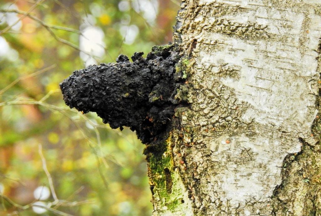 Chaga mushroom growing on a tree